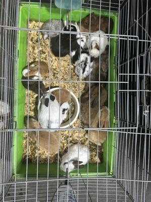 Jesse's Pet & Feed Store