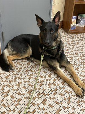 Jacksonville Veterinary Hospital