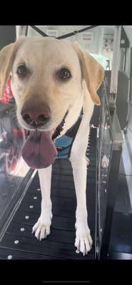 Race Paws Mobile Dog Gym