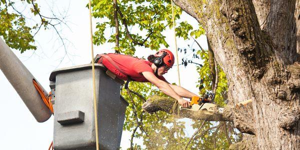 Master Tree Service