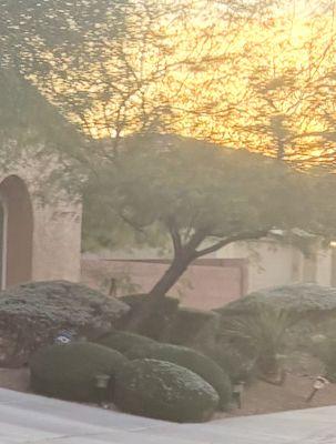 hedging tree trimming
yard clean up