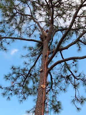 Coastal Tree Service