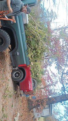 Kritical Tree Removal & Landscaping