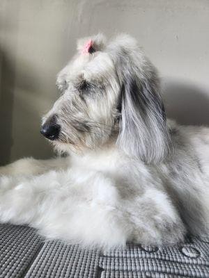 Joyfully Clean Critters Dog Grooming