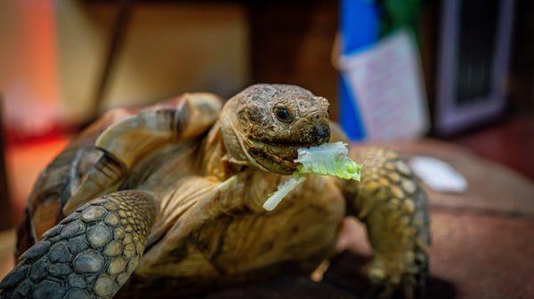Tortoise eating leafy greens