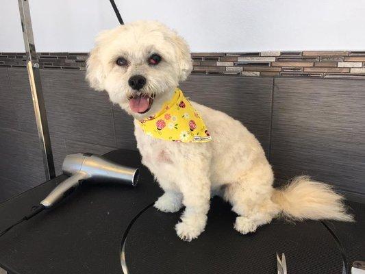Reunion/Byrdie Dog & Cat Grooming