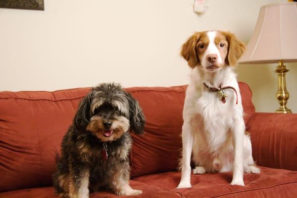 Rocket (left) Raja (right) looking mighty spiffy after their grooming appt. :)