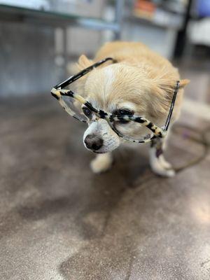 Belle trying on my cool new glasses