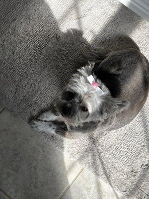 Barks & Bows Pet Spa