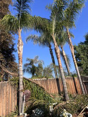 Daniel Tree Services