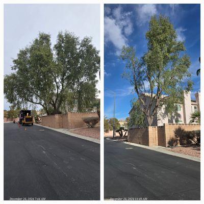 Sagos Landscape Tree Service