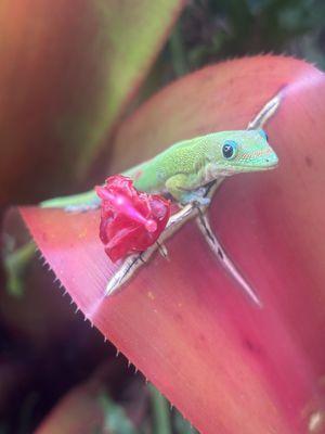 Outside garden views during dinner
