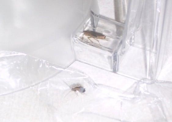 We caught a couple roaches for evidence. The big one has an egg sack!