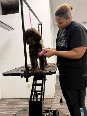 My labradoodle in the process of being groomed.