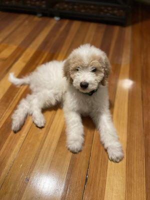 MSPCA Angell