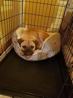 Keena's Kritters Animal Care