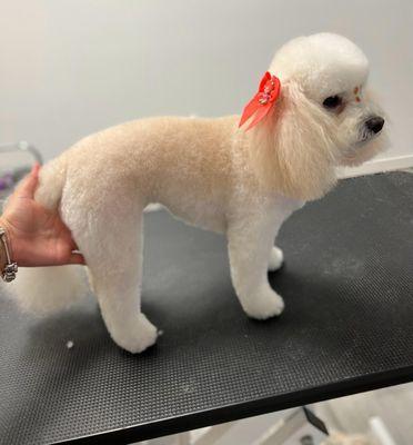Sugar Puppy Grooming & Spa