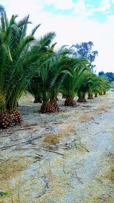 Palm tree trimming, murrieta ca, 2/1/20