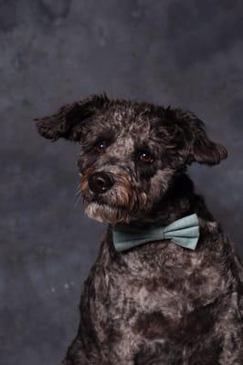 A Komfy Kozy Grooming