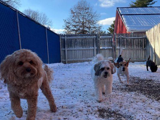 Flying A Canine Ranch
