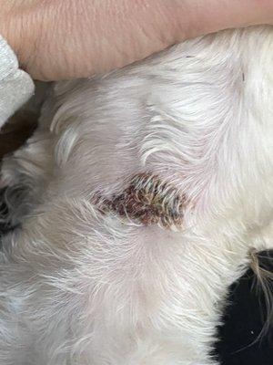 Wagging Tail Pet Spa