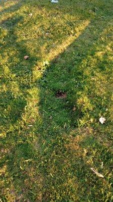 Detroit Junk Busters