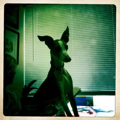 Chenoweth Animal Hospital