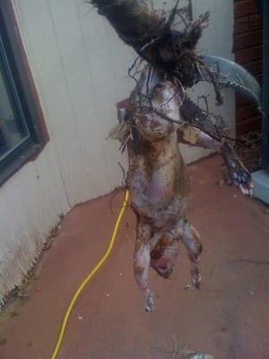 MetroRooter Plumbing