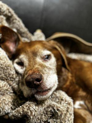 Veterinary Specialty Hospital - North County