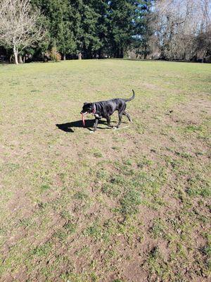 Great open space for dogs to play!