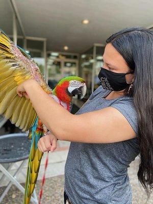 STAR - St Louis Avian Rescue