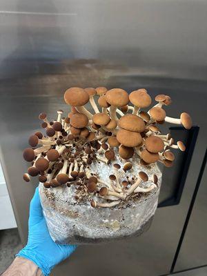 Fresh Pioppino Mushrooms