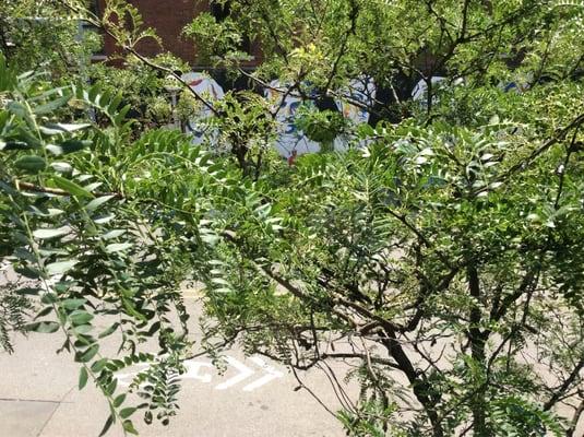 Kimberlee J Karey, DDS