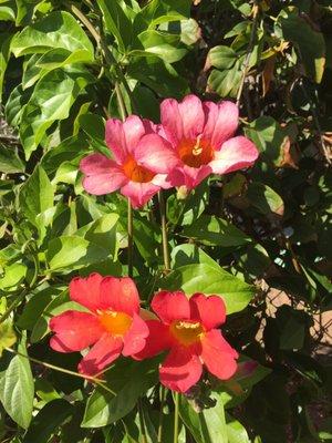 Flowers growing on garden fence
