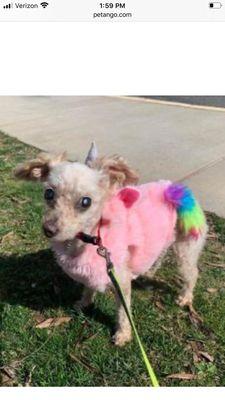 Tails & Whiskers Pet Sitting