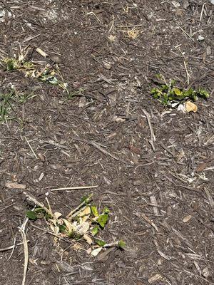 Green Island Ficus - 2 months after planted