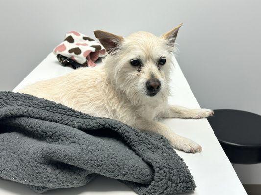 PetRight Animal Clinic