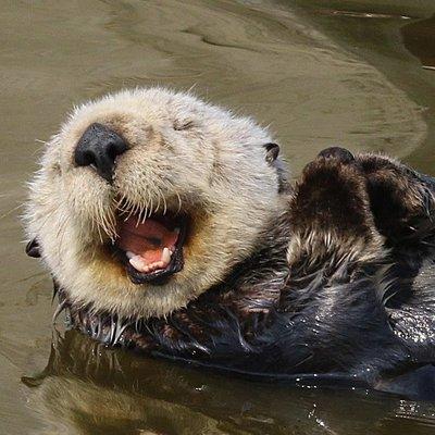 One very Sea Otter!