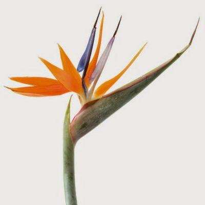 Centro de Salud Alternativa