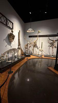 Various skeletons including walrus, giraffe, large turtle, etc