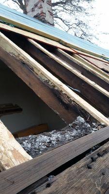 Brewtus Multi Services