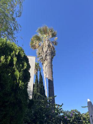 Lenox does not trim the palm trees in front of their building on La Mirada in Hollywood. High winds and fire hazards for residents