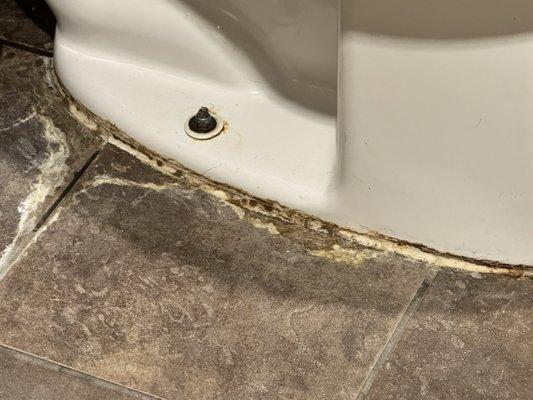 Is that urine or mold?