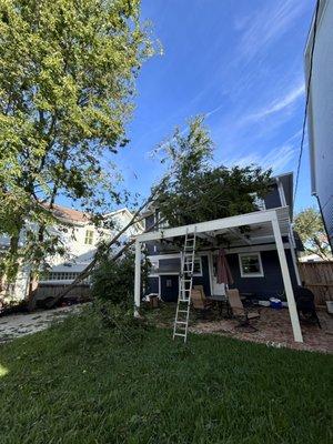 Joshua Tree Trimming