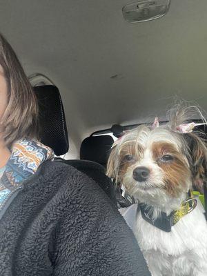 Hair of The Dog K9 Salon