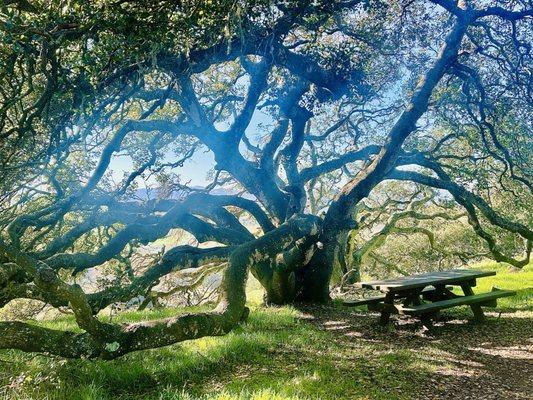 Love all the tables spread throughout this park