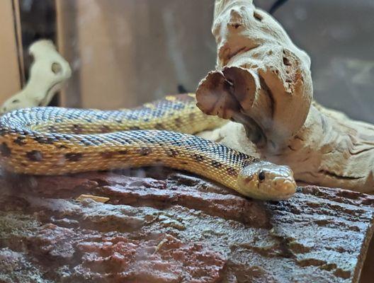 Pacific gopher snake