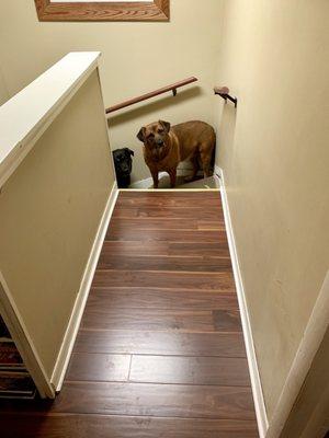 Ozark Flooring