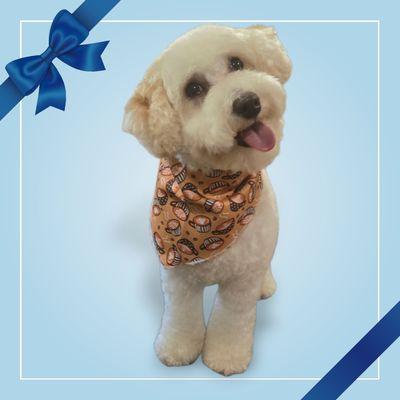 Snip Doggy Dog Salon