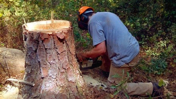 JoWi Holding Tree Service Americus